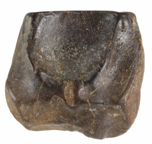 Triceratops Shed Tooth - Montana #41238